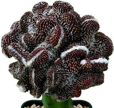 Futaba Conophytum Calculus Rarest Succulent - 10 Pcs Seed(10 per packet)