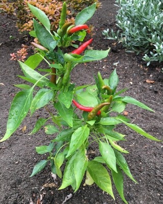 My Dream Nursery Chilli Spices Plant(Hybrid, Pack of 1)