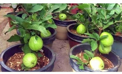 Grinian Guava Plant(Hybrid, Pack of 1)