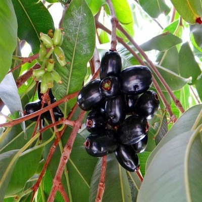 Mohomaya Jamun Plant(Hybrid, Pack of 1)