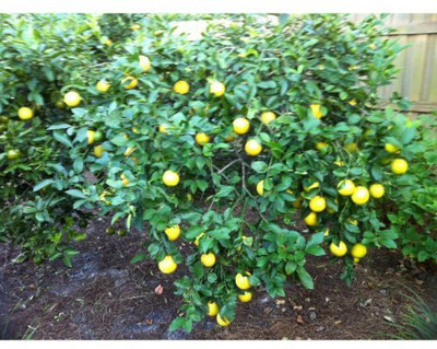 Entacloo Lemon Plant(Hybrid, Pack of 1)