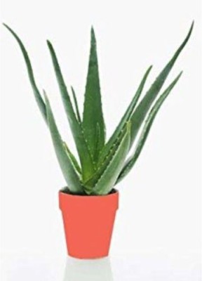 FasanGreen Aloe Vera Plant(Pack of 1)