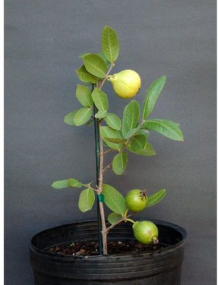 Mohomaya Guava Plant(Hybrid, Pack of 1)
