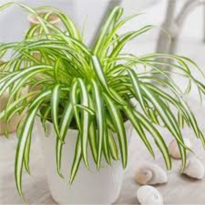 Vijay Sales Spider Plant(Hybrid, Pack of 1)