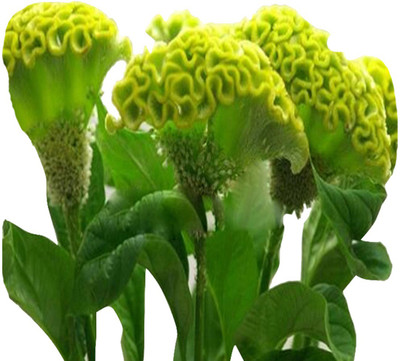 Futaba Celosia Cristata Perennial Flower - 100 Pcs - Green Seed(100 per packet)