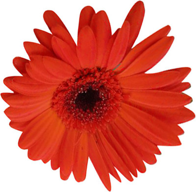 Nema Futaba Hybrid Gerbera Daisy Flower Seeds-Red-100Pcs Seed(100 per packet)