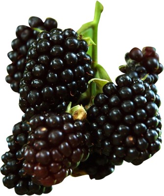 Redoak Rare Black Raspberry Seed(50 per packet)