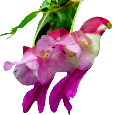 Nema Parrot Orchid Flower Seeds-Red And Violet-100Pcs Seed(100 per packet)