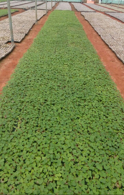Balaji Store red lady 786 hybrid f1 papaya seeds Seed(650 per packet)