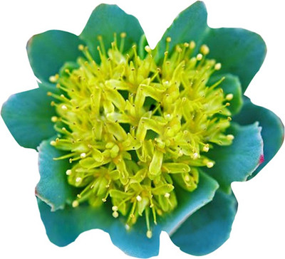 Futaba Saxifragales - Crassulaceae - 100Pcs Seed(100 per packet)