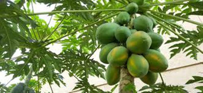 Balaji Store 786 hybrid f1 papaya seeds Seed(650 per packet)