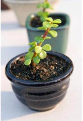 Ukanda Jade Plant(Hybrid, Pack of 1)