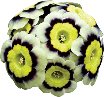 Futaba Tri Europe Primula malacoides - White and Yellow - 100 Pcs Seed(100 per packet)