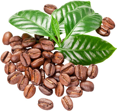 Futaba Coffee Beans - 10 Pcs Seed(10 per packet)