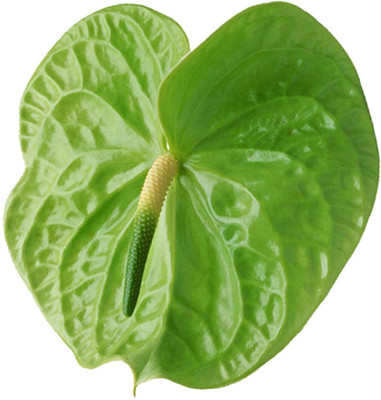 Redoak Anthurium Andraeanu- Green Seed(100 per packet)