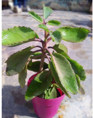 GreenyOn Kalanchoe Plant(Hybrid, Pack of 1)