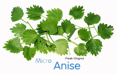 Airex Anise Microgreen Seeds - Pack Of AVG 50 - 100 Seeds x 1 Packet Seed(50 per packet)