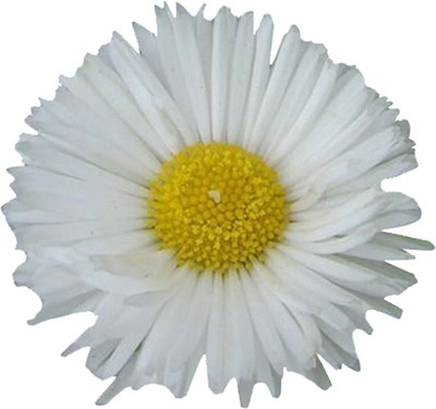 Futaba Miracle Daisy Chrysanthemum - White - 100 Pcs Seed(100 per packet)
