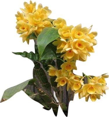 Futaba Dendrobium Orchid Flower - Yellow - 100 Pcs Seed(100 per packet)