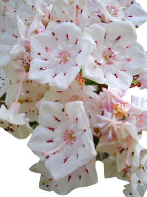 Futaba Rhododendron Azalea Flower White and Pink - 50 Pcs Seed(50 per packet)