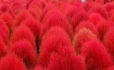 Futaba Burning Bush Kochia Scoparia Grass Seeds-Red-100Pcs Seed(100 per packet)