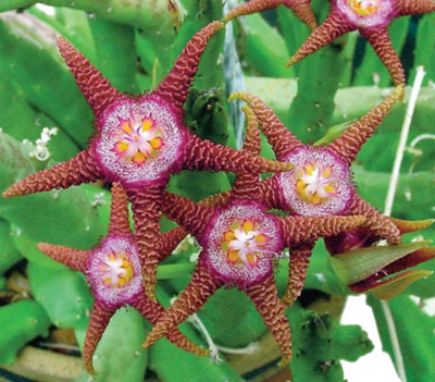Futaba Stapelia pulchella Lithop - Dragon Star - 100 Pcs Seed(100 per packet)