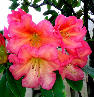 Futaba Rhododendron Azalea Flower Orange - 50 Pcs Seed(50 per packet)
