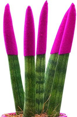 Futaba Rainbow Sansevieria Tiger Strip - Pink - 100 Pcs Seed(100 per packet)