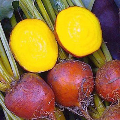 Airex Beet Root (Yellow) Microgreen Seeds - Pack Of AVG 50 - 100 Seeds x 2 Packet Seed(100 per packet)