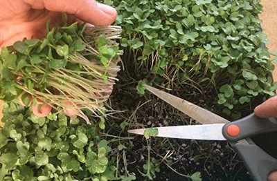 Airex Lemon Balm (Imported) Microgreen Seeds - Pack Of AVG 50 - 100 Seeds x 7 Packet Seed(350 per packet)