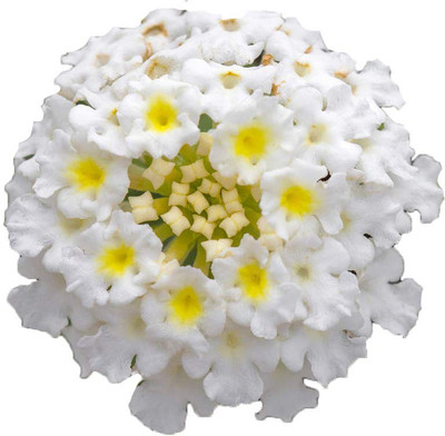 Futaba Lantana Camara Flower -White-20Pcs Seed(20 per packet)