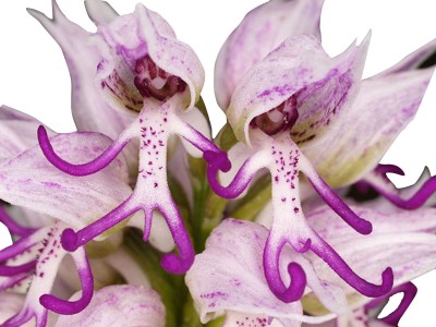 Futaba Futaba Italian Orchis Monkey Flower Seeds-White And Purle-100Pcs Seed(100 per packet)