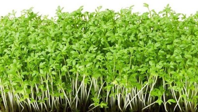 Airex Salad- Endive (Green) Microgreen Seeds - Pack Of AVG 50 - 100 Seeds x 2 Packet Seed(100 per packet)