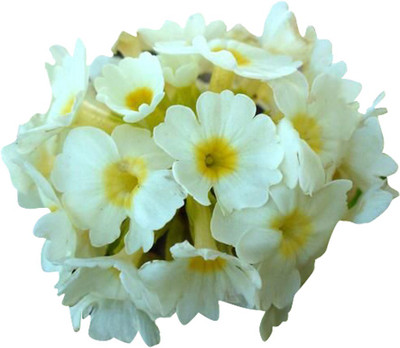 Futaba Europe Primula malacoides - White and Yellow - 100 Pcs Seed(100 per packet)