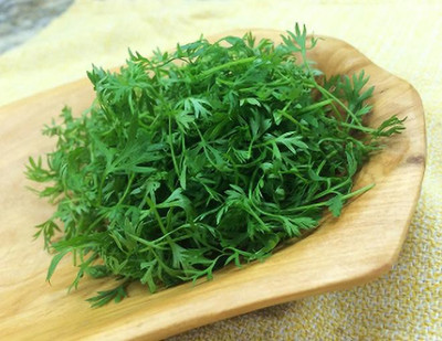 Airex Carrot (Green Leaf) Microgreen Seeds - Pack Of AVG 50 - 100 Seeds x 5 Packet Seed(250 per packet)