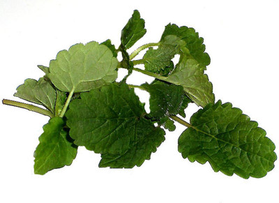 Airex Lemon Balm (Imported) Microgreen Seeds - Pack Of AVG 30 - 50 Seeds x 8 Packet Seed(240 per packet)