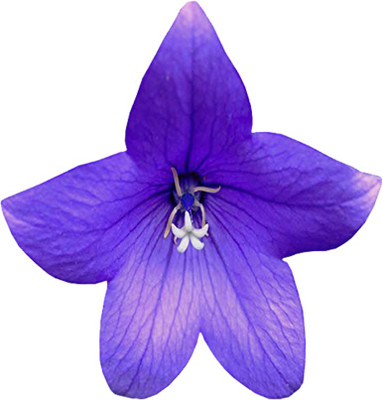 Futaba Platycodon Grandiflorum - 100 Pcs - Blue Seed(100 per packet)