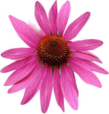 Futaba Passionate Pink Echinacea purpurea - 50 Pcs Seed(50 per packet)