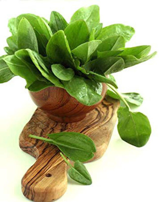 Airex Sorrel (Green Leaf) Microgreen Seeds - Pack Of AVG 50 - 100 Seeds x 5 Packet Seed(250 per packet)