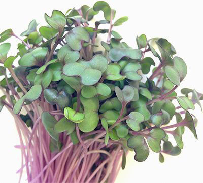 Airex Cabbage (Red Micro) Microgreen Seeds - Pack Of AVG 50 - 100 Seeds x 8 Packet Seed(400 per packet)