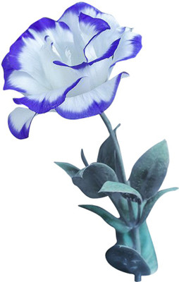 Futaba White with Blue Border Rose - 100 Pcs Seed(100 per packet)