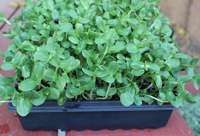 Airex Sunflower (Green Leaf) Microgreen Seeds - Pack Of AVG 30 - 50 Seeds x 5 Packet Seed(150 per packet)