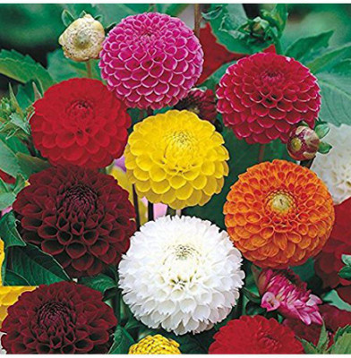 XOLDA Dahlia Hybrid Flower Seed(20 per packet)