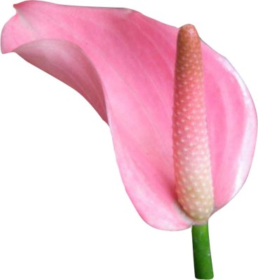 Futaba Anthurium Andraeanu - Pink - 100 Pcs Seed(100 per packet)