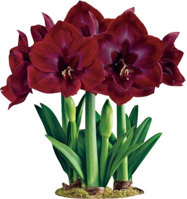 Futaba Barbados Lily - Maroon - 100 Pcs Seed(100 per packet)