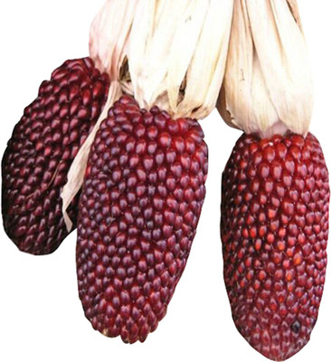 Futaba Strawberry Vegetable Corn - 5 Pcs Seed(5 per packet)