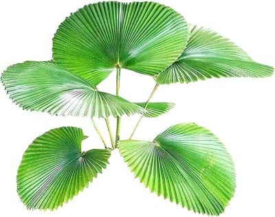 Futaba Perennial Exotic Fan-shaped Palm Plant Seeds-10Pcs Seed(10 per packet)