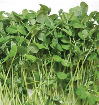 Airex Peas Seed(60 per packet)
