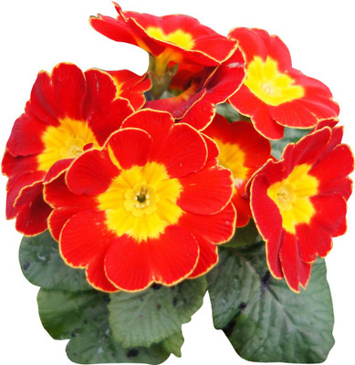 Futaba Europe Primula malacoides - Red and Yellow - 100 Pcs Seed(100 per packet)