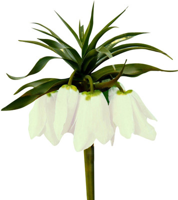 Futaba Wang Fritillaria Flower Seeds-White-30Pcs Seed(30 per packet)